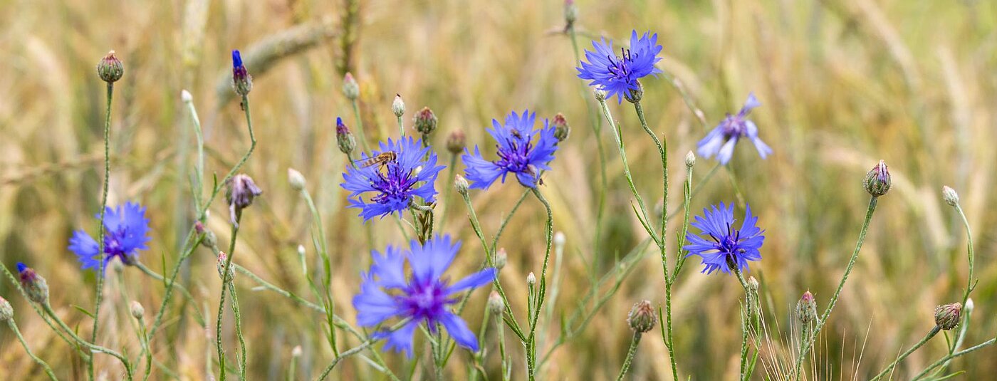 Landwirtschaft_Wow-Organic Landwirtschaft_Wow-Organic