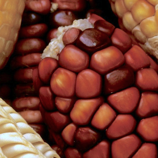 Bio versus Gentechnik | Bund Ökologische Lebensmittelwirtschaft