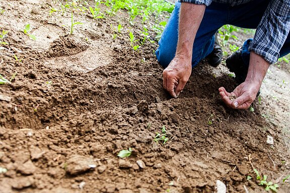 Forschung_Praxisforschung_soil-2561136_1920.jpg  