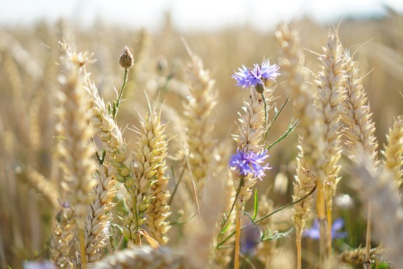 Pflanze_Gesundheit_cornflowers-3542529_1920.jpg