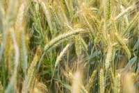 Foto: Being Organic in EU