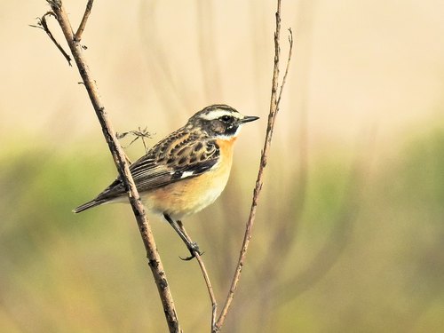 Naturschutz mit Ökolandbau | Bund Ökologische Lebensmittelwirtschaft