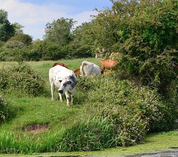 EU-Agrarpolitik_Reform2020_cows-168147_1920_Slider.jpg  