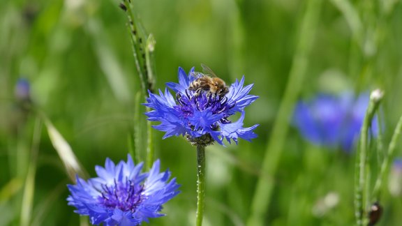 Zahlen_Fakten_Landwirtschaft_cornflower-2369504_1920_1_.jpg  