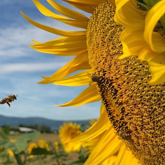 Pflanze_Gesundheit_Biene_auf_Sonnenblume.jpg  