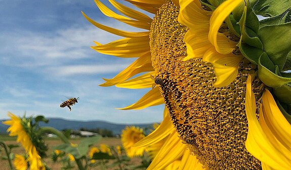 Pflanze_Gesundheit_Biene_auf_Sonnenblume.jpg  