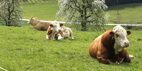 Sonstige_Sondierung_cow-743179_1920.jpg  