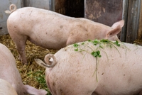 © Being Organic in EU