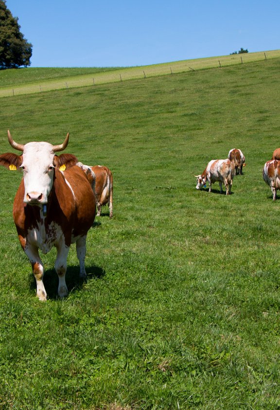 Zahlen_Landwirtschaft_EvaMueller.jpg  