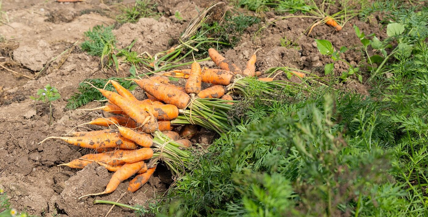 Zahlen und Fakten über Bio-Lebensmittel_WOW_Organic Zahlen und Fakten über Bio-Lebensmittel_WOW_Organic