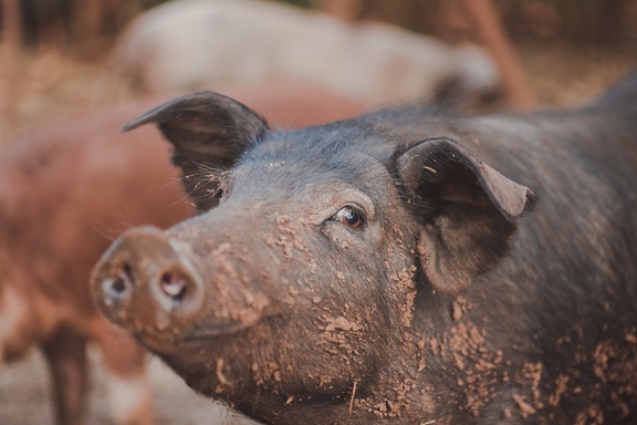 schwein_schwarz_auslauf.jpg  