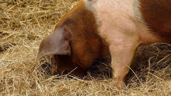 Tier_Haltung_pig-1644093_1920.jpg