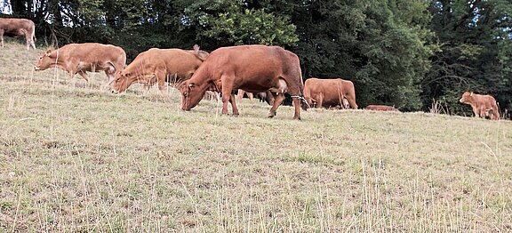 EU-Agrarpolitik_Reform2020_drought-3584486_1920.jpg  