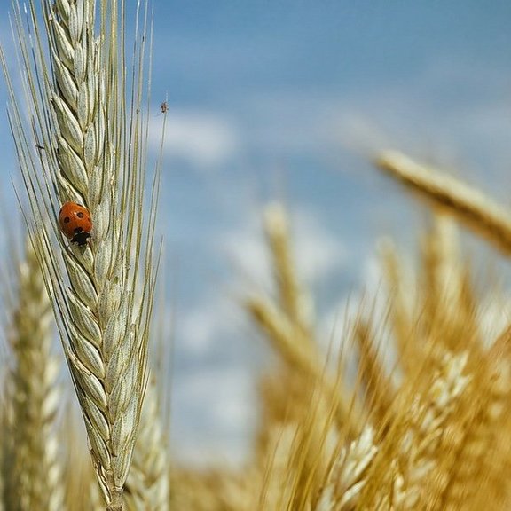 Pflanze_DNA_cornfield-195642_1280.jpg  