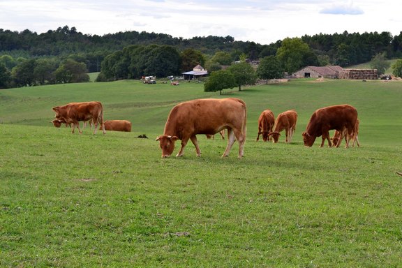 EU-Agrarpolitik_Reform2020_cow-929632_1920.jpg