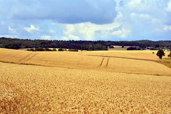 EU-Agrarpolitik_Statusquo_cereal-fields-3533881_1920.jpg  