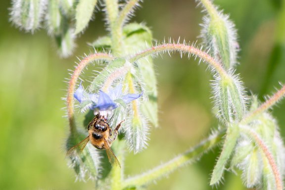 BioFAQ_Biodiversitaet_EvaMueller.jpg  