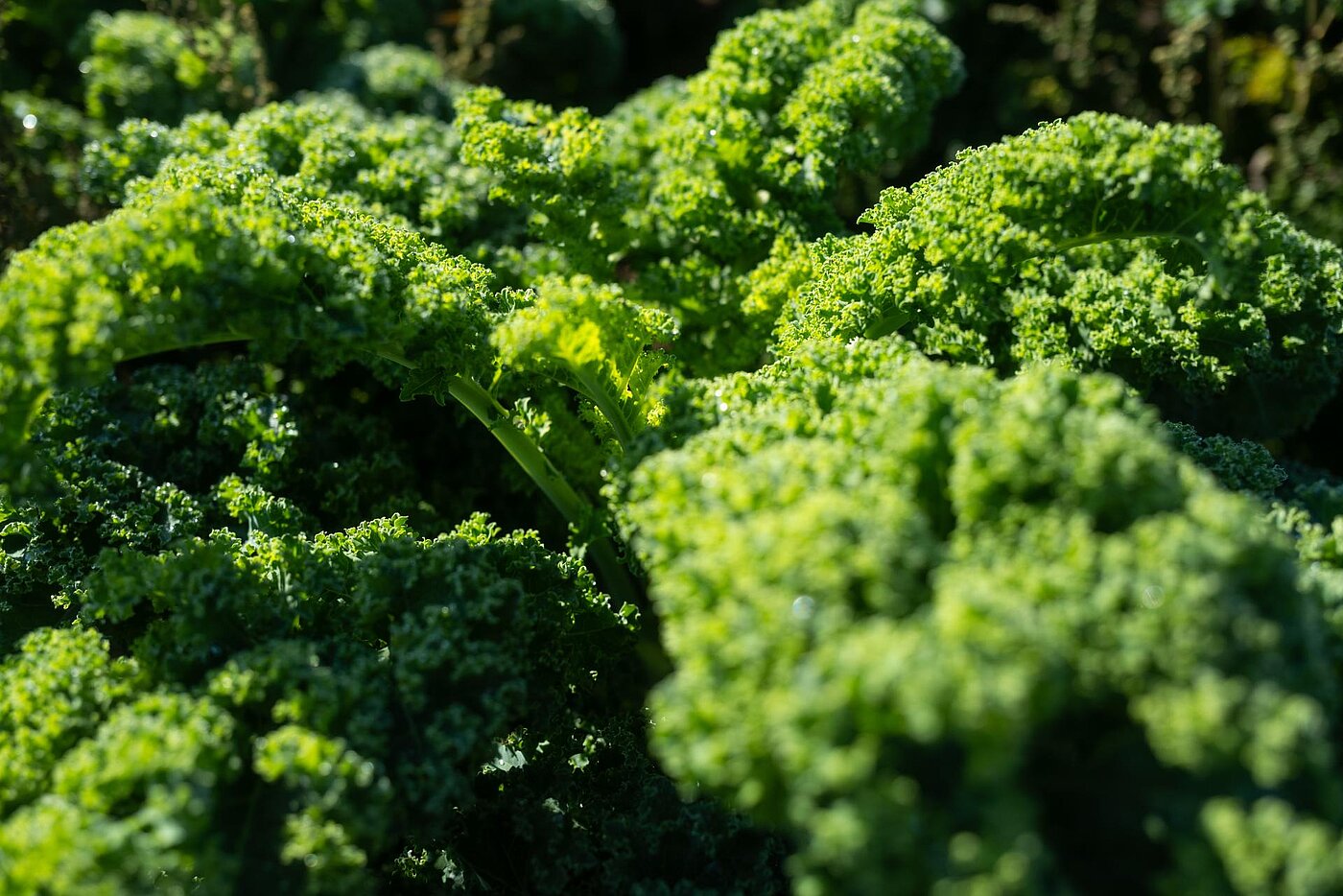 Pflanzen im Ökoalndbau_WOW_Organic Pflanzen im Ökoalndbau_WOW_Organic