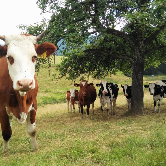 Tier_Haltung_Faersen_Simmentaler_Fleckvieh.jpg  