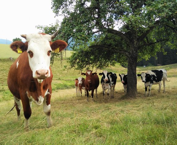 Tier_Haltung_Faersen_Simmentaler_Fleckvieh.jpg  