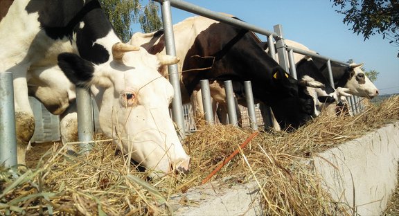 Zahlen_Fakten_Landwirtschaft_Milchviehbetrieb.jpg  