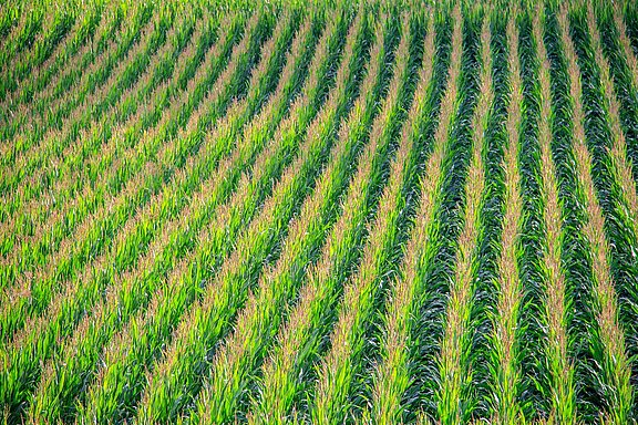 Gentechnik_Landwirtschaft_cornfield-902877_1920.jpg  