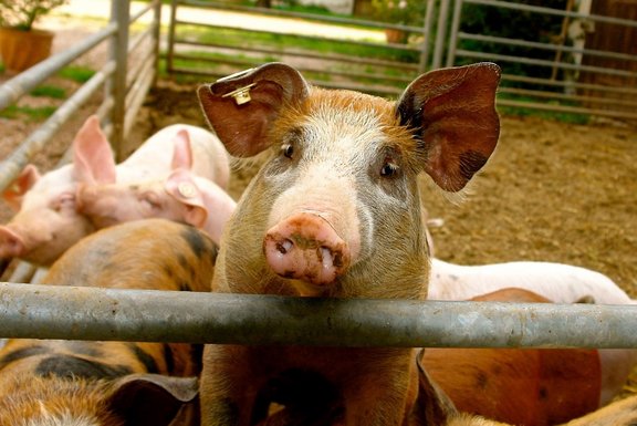 Tier_Haltung_SchweineimAuslauf.jpg  