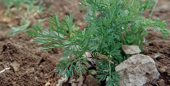 BioFAQ_Biodiversitaet_www.oekolandbau.de_C_BLE_Bonn_Thomas_Stephan.JPG  