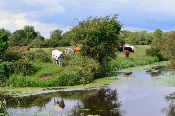 Pflanze_Duengung_cows-168147_1920.jpg  