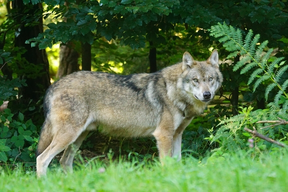 wolf_wald.jpg  