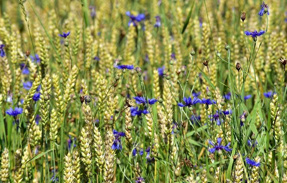 Zahlen_Fakten_Landwirtschaft_wheat-3510486_1920.jpg  