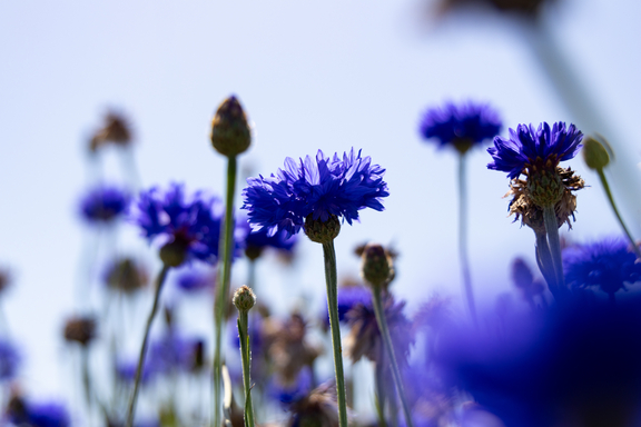 Foto: Being Organic in EU