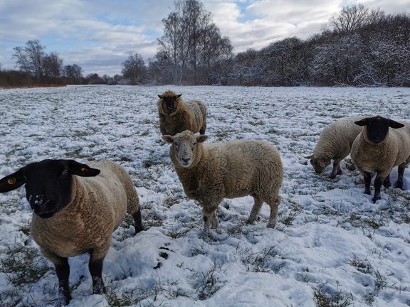 Tier_Haltung_SchafeimWinter.jpeg  