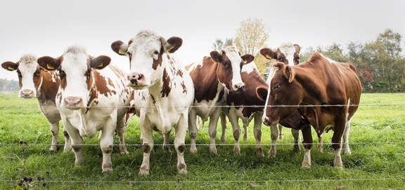 EU-Oeko-Verordnung_Tier_cows-2631523_1920.jpg  