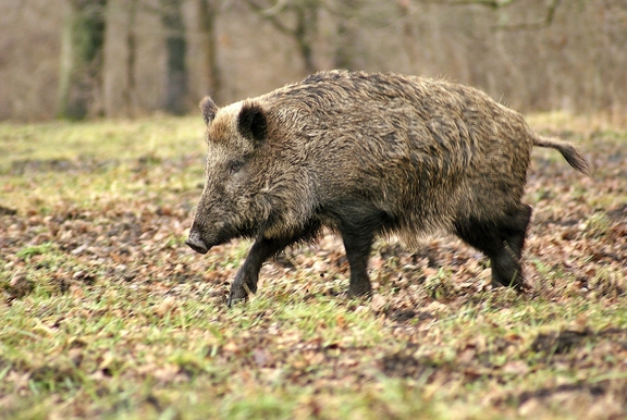 Tier_Haltung_AfrikanischeSchweinepest.jpg  