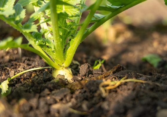 Foto: Being Organic in EU