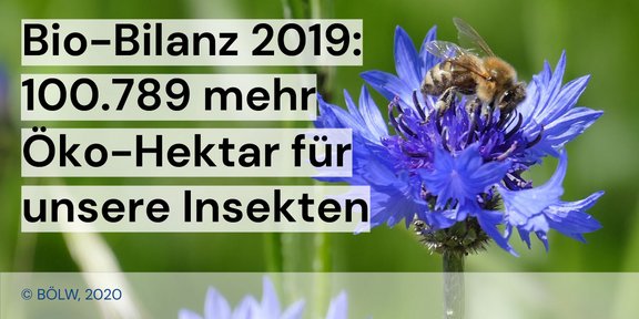 Twitter_Kachel_ÖkoFläche2019_Insekten.jpg  