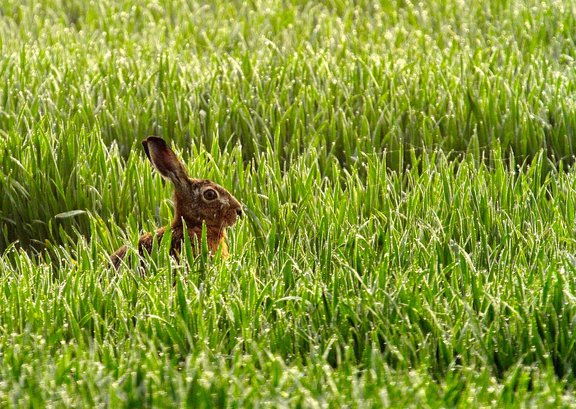 Zahlen_Fakten_Umwelt_hare-542486_1920.jpg  