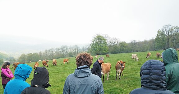 Forschung_Fortbildung_Kuehe.jpg  