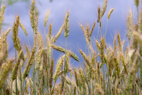 Foto: Being Organic in EU