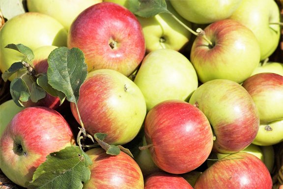 Zahlen_Fakten_Landwirtschaft_apple-3627097_1920.jpg  