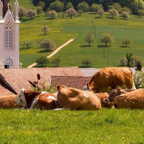 EU-Agrarpolitik_Reform2020_cows-3363823_1920.jpg  