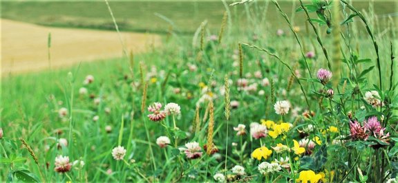 Zahlen_Fakten_Landwirtschaft_clover-956929_1920.jpg  