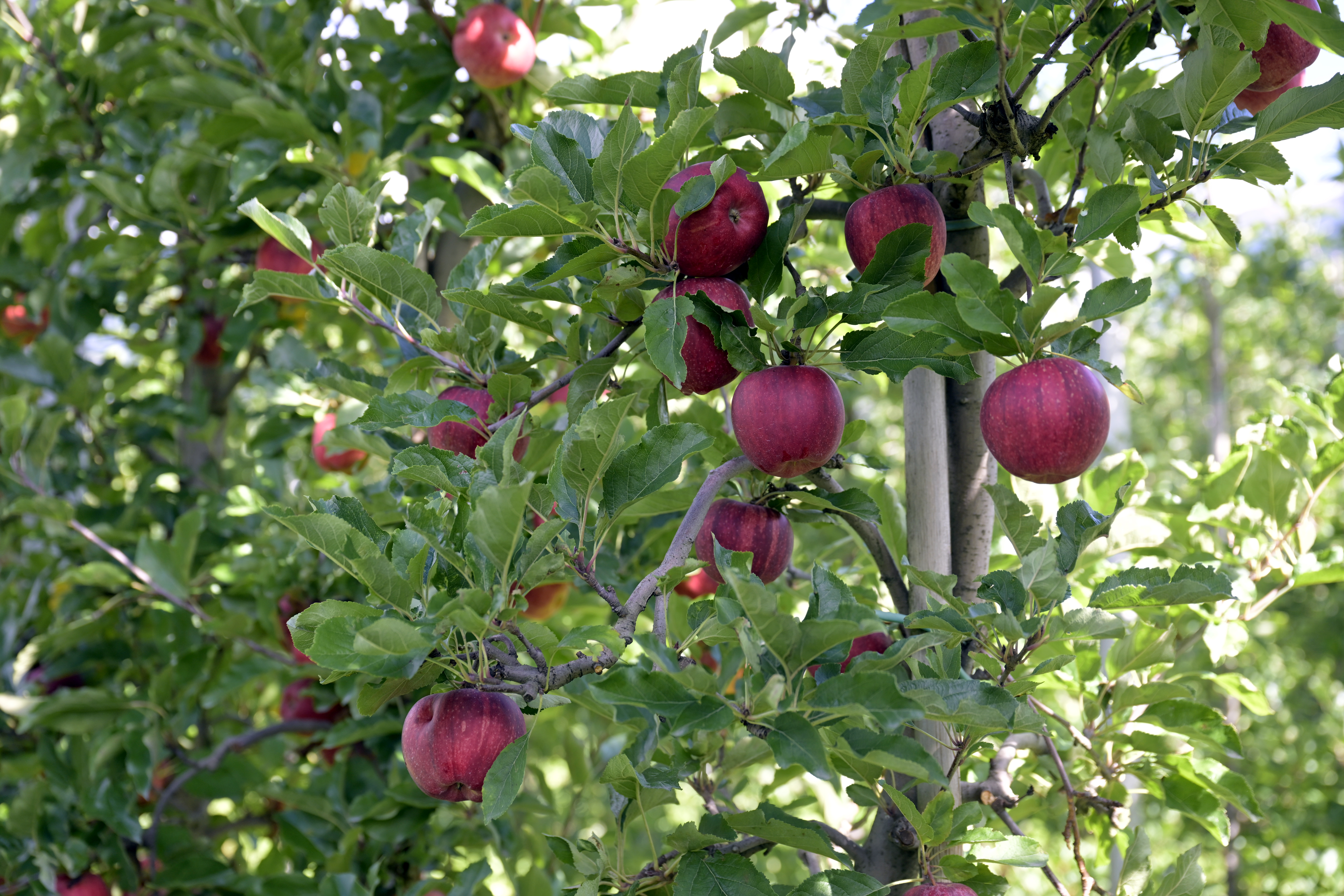 Foto: Being Organic in EU