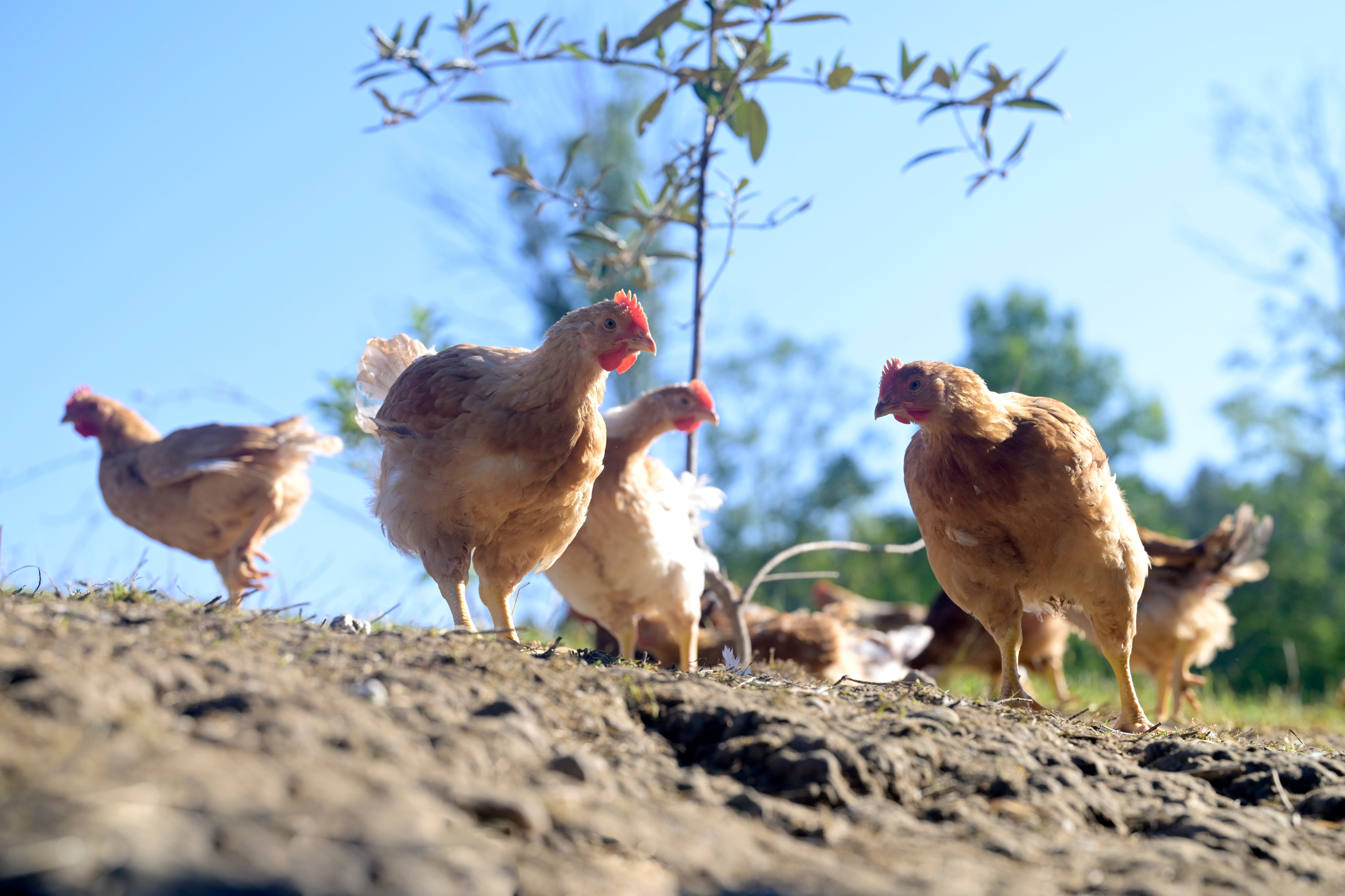 Foto: Being Organic in EU